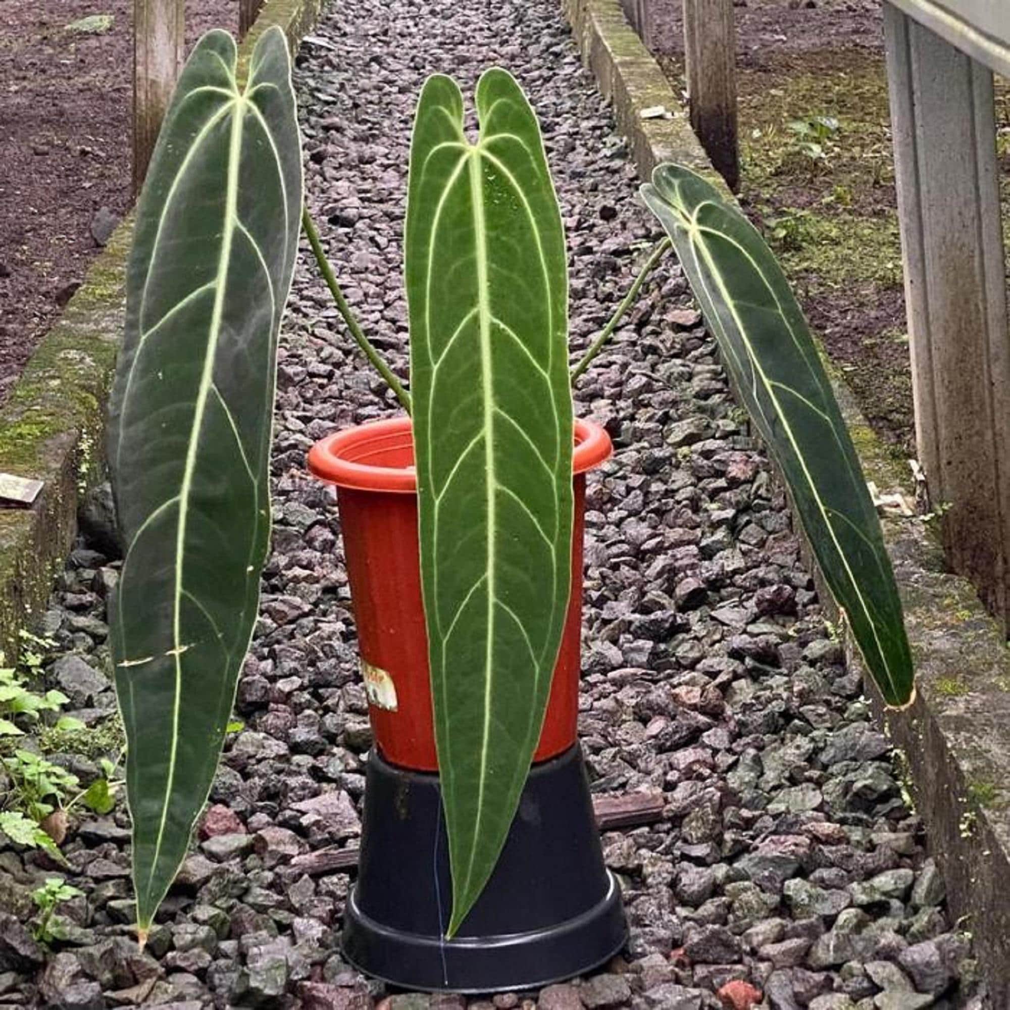 Anthurium wendlingeri - Etsy 日本