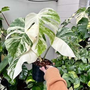 White Tiger Monstera - Etsy