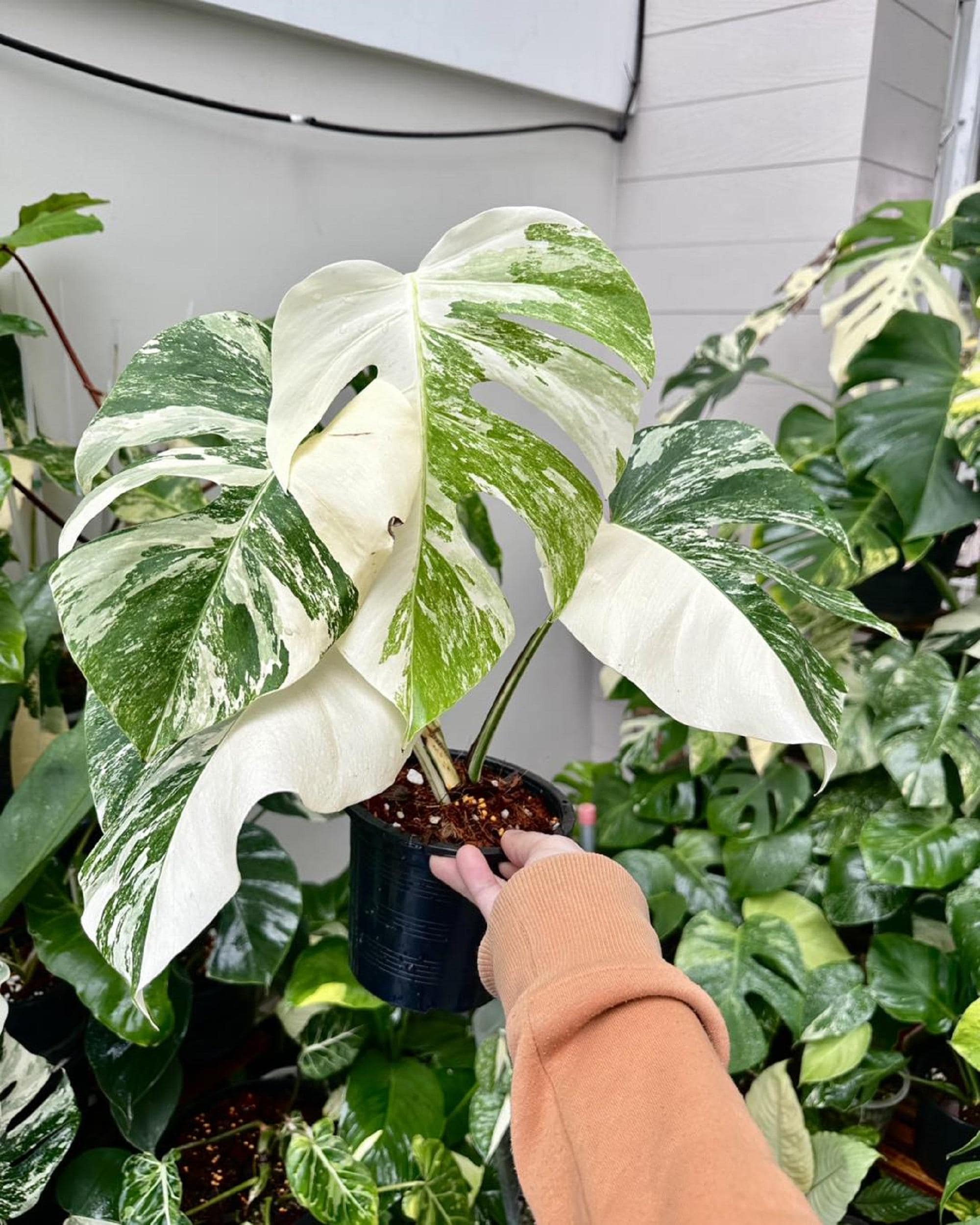 Monstera albo white tiger - Etsy.de