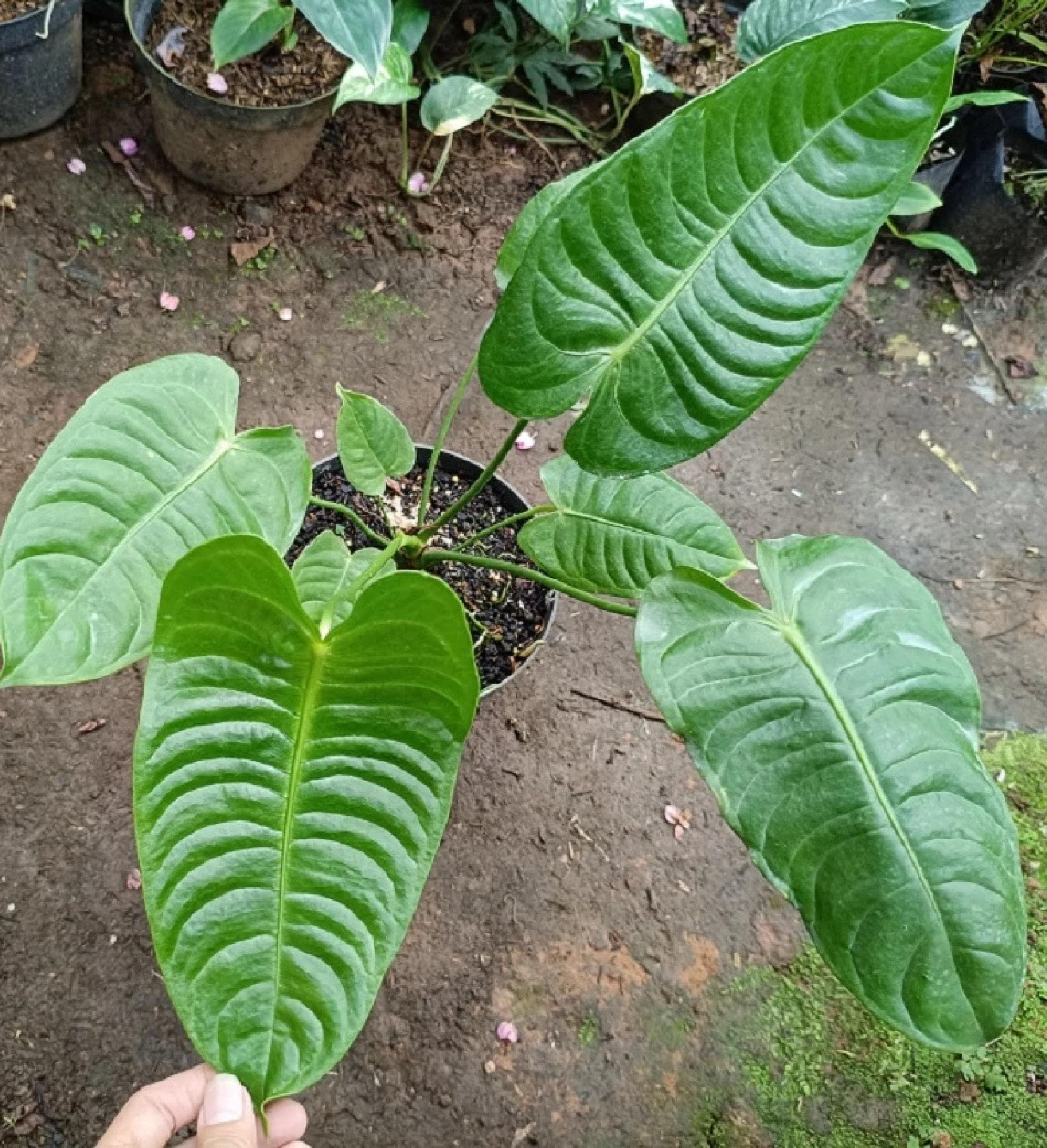 Giant Anthurium - Etsy