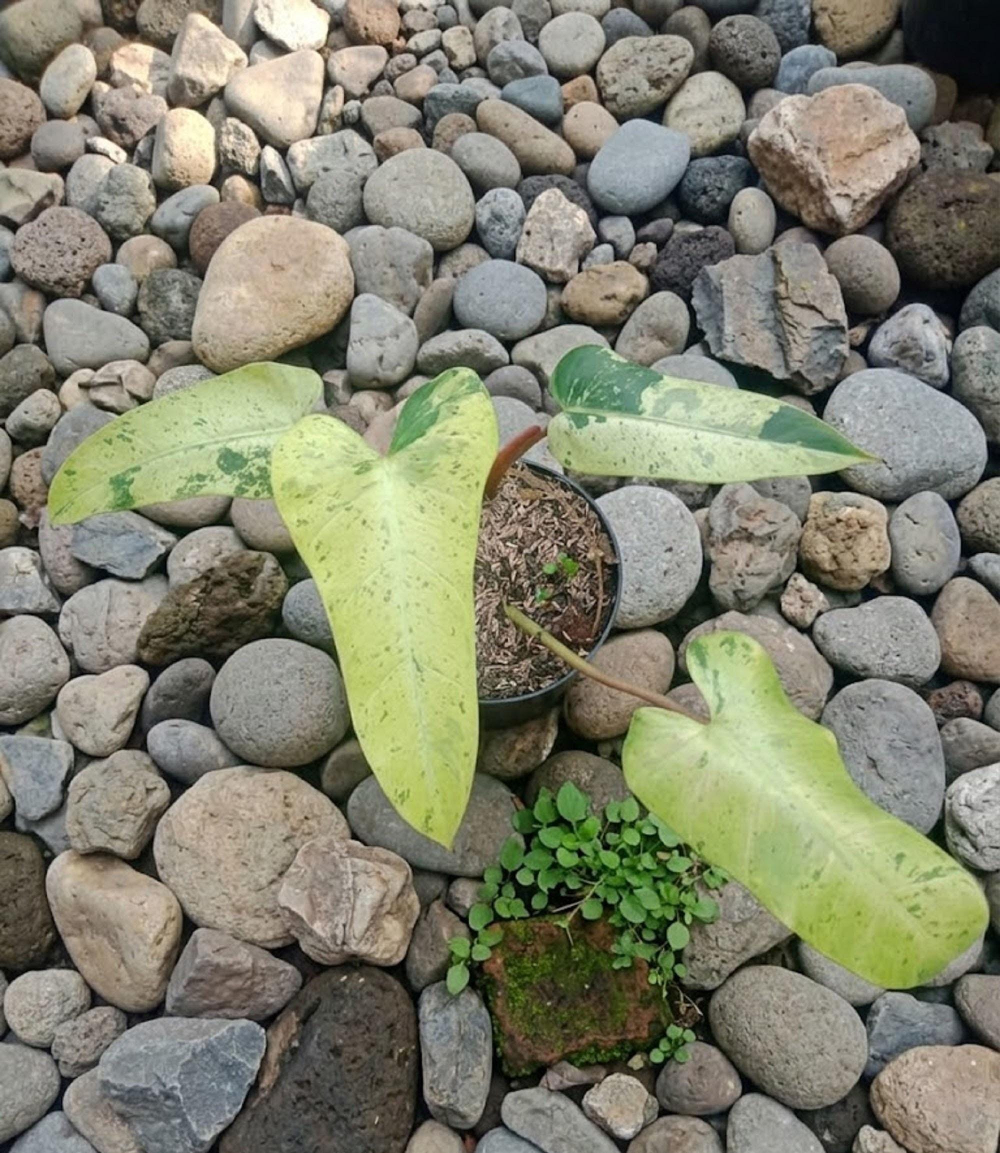 Whipple way philodendron - Etsy 日本