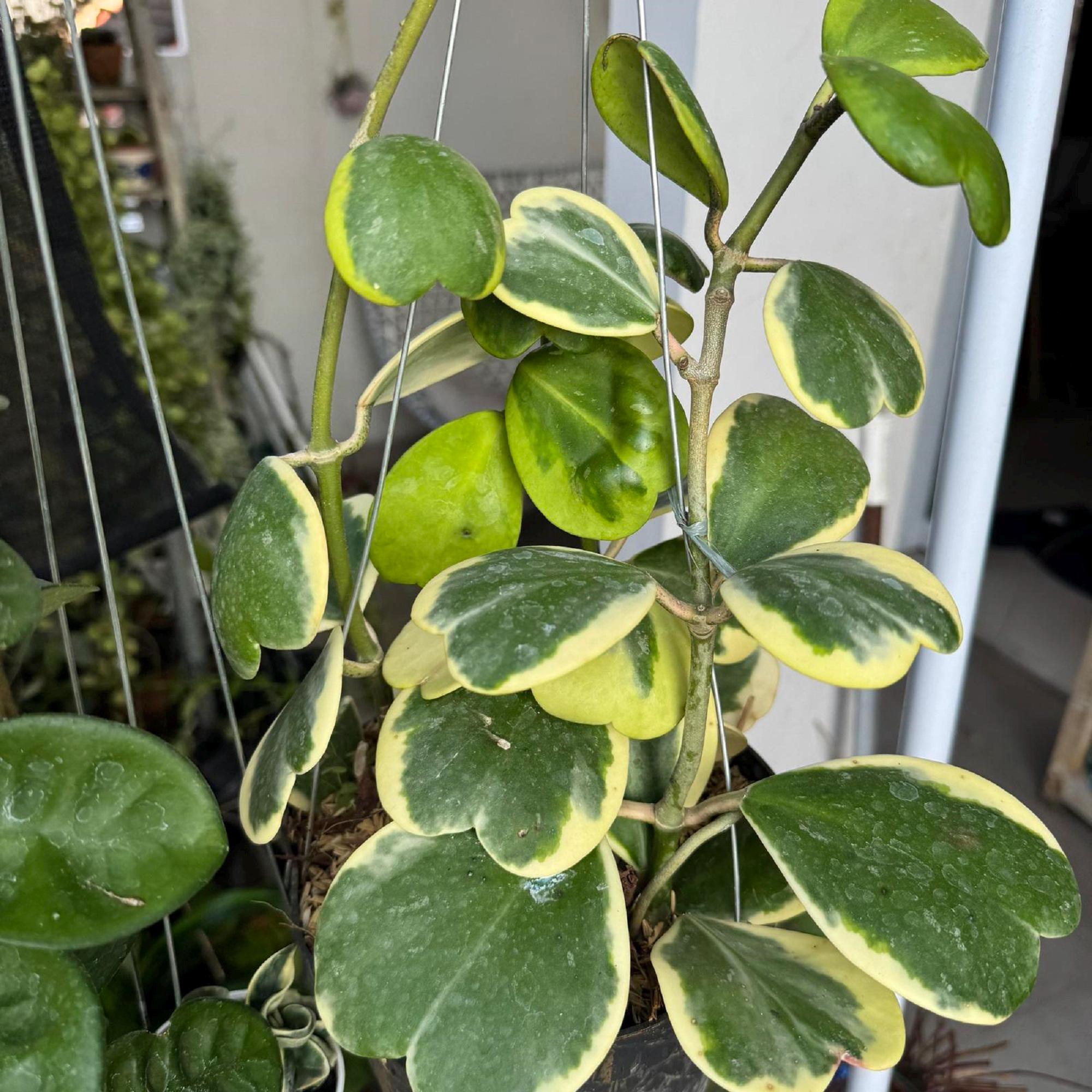 Hoya kerrii heart - Etsy.de