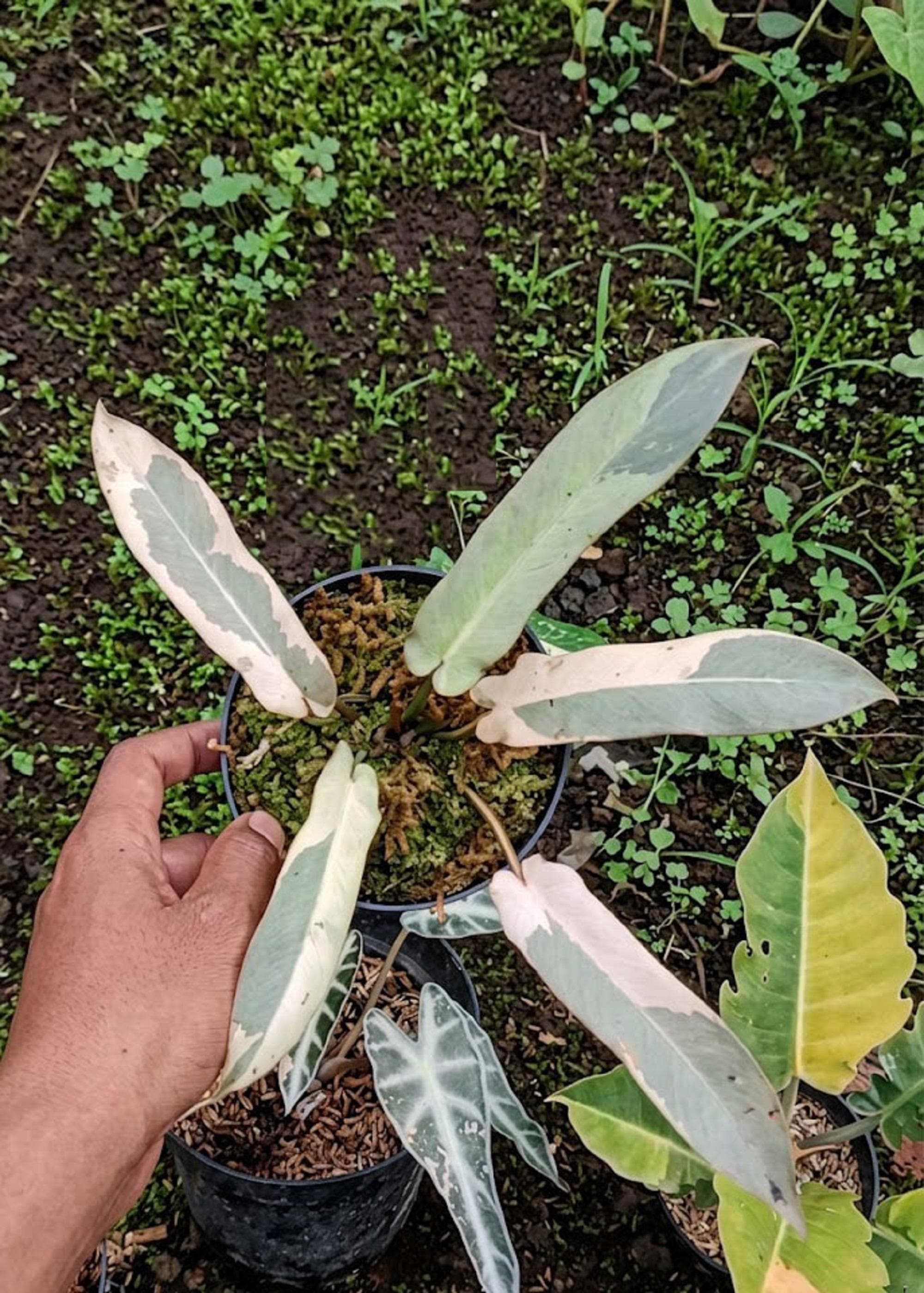 Philodendron atabapoense - Etsy 日本