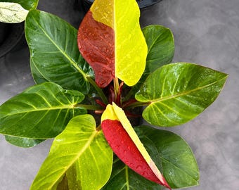 Philodendron Red Moon bunte Pflanze Seltene Tropische Zimmerpflanze Rosa Gelb Grüne Blätter Aroid Zimmerpflanzensammler Philodendron