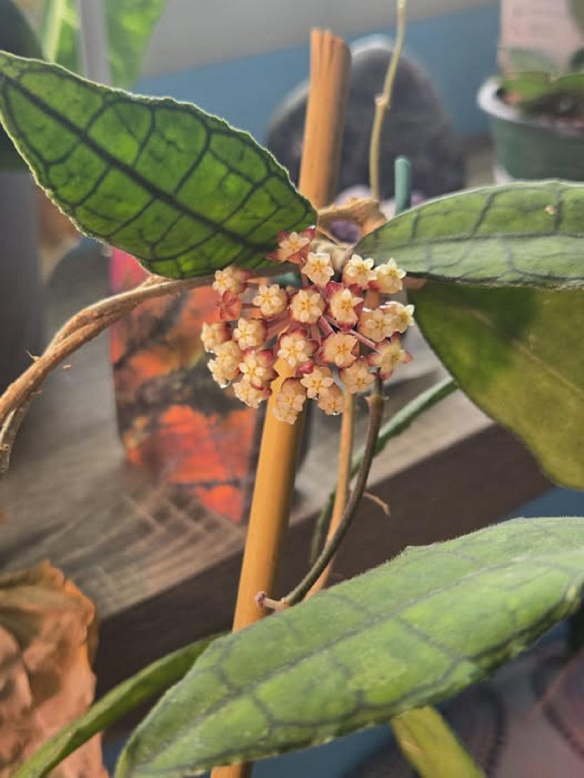 Hoya finlaysonii plant - Etsy 日本