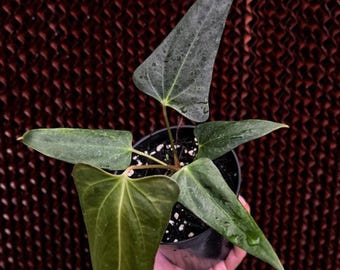 Anthurium Black Sweet x Warocqueanum Híbrido de Anthurium Velvet Raro Anthurium Dark Leaf Queen Planta Exótica de Colección de Aroides