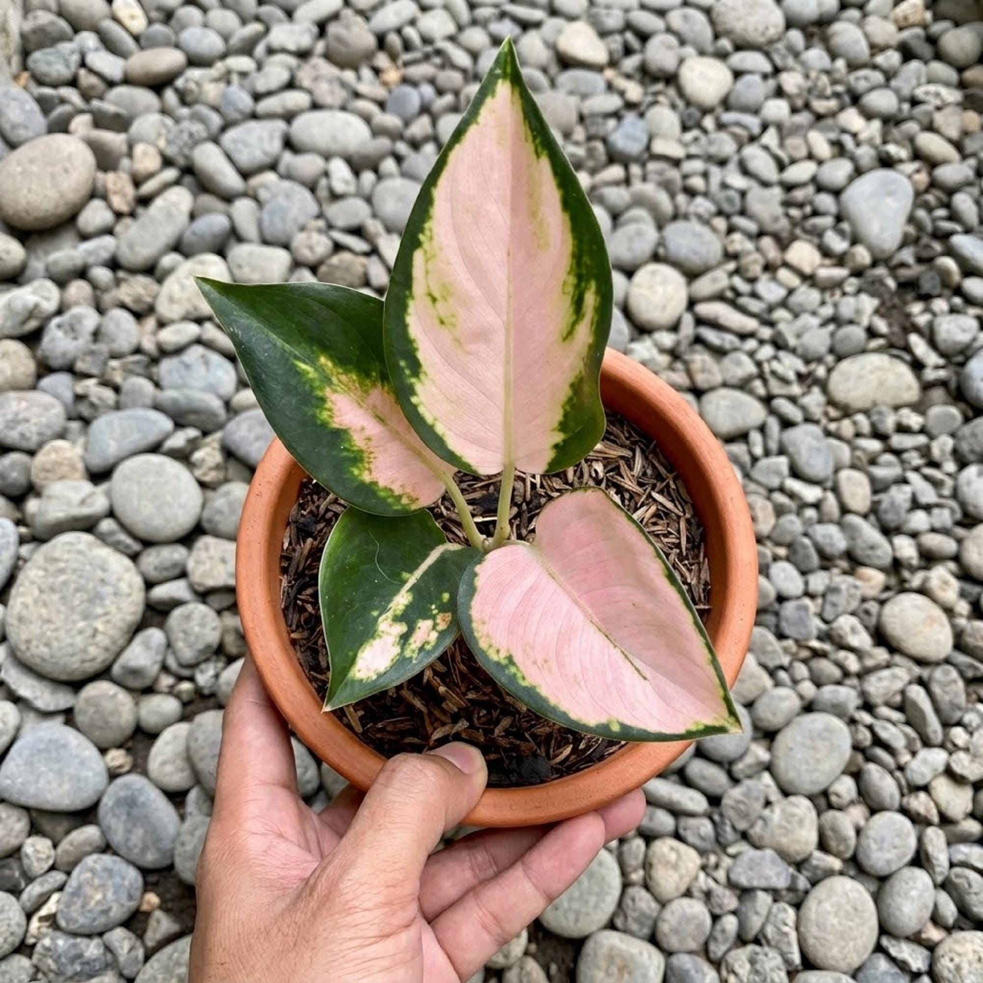 Aglaonema Kochin Sutra - Etsy
