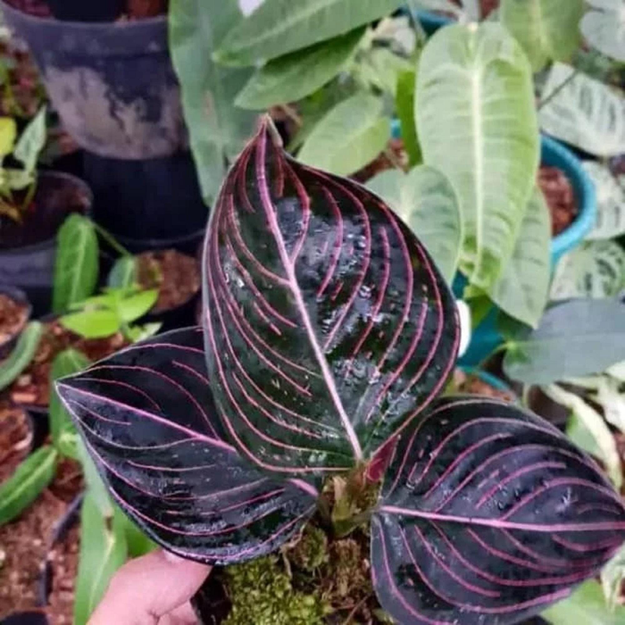 Aglaonema rotundum - Etsy 日本