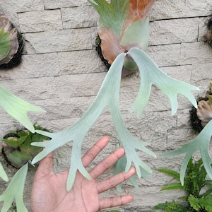 May include: A staghorn fern with long, pale green, antler-shaped fronds extending outward. The plant features a central brown, shield-like base attached to a textured stone wall. The fronds have a distinct bifurcated, branching structure.