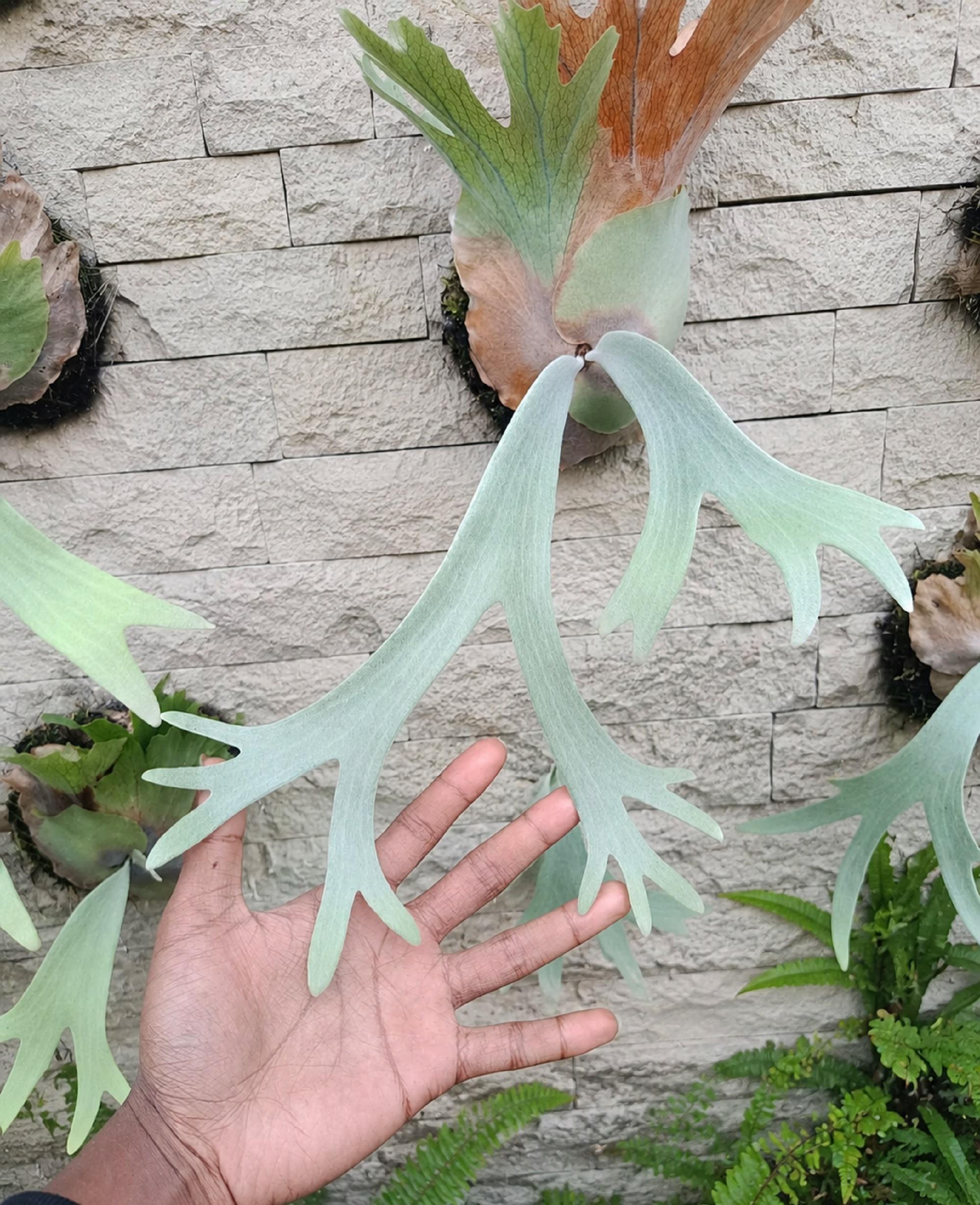 Platycerium Willinckii - Etsy