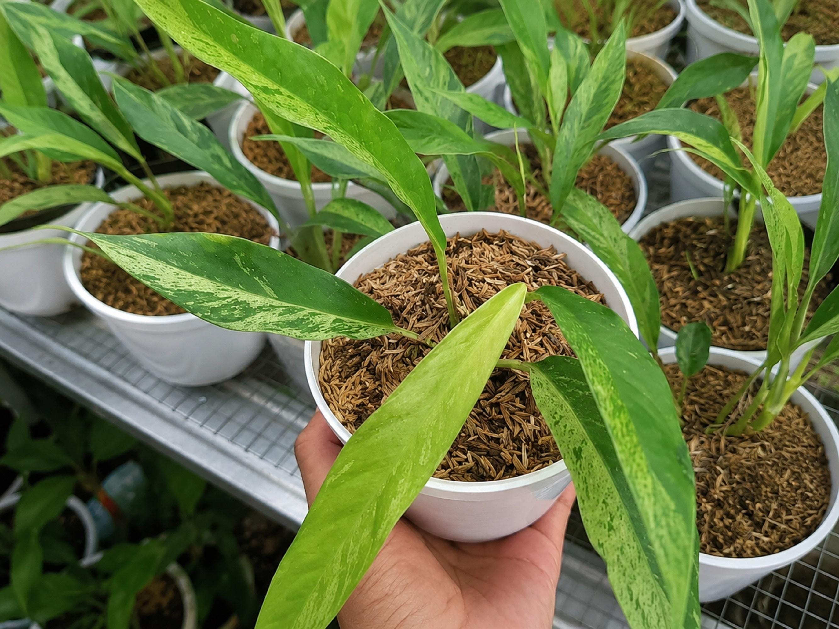 Rhaphidophora megasperma - Etsy 日本