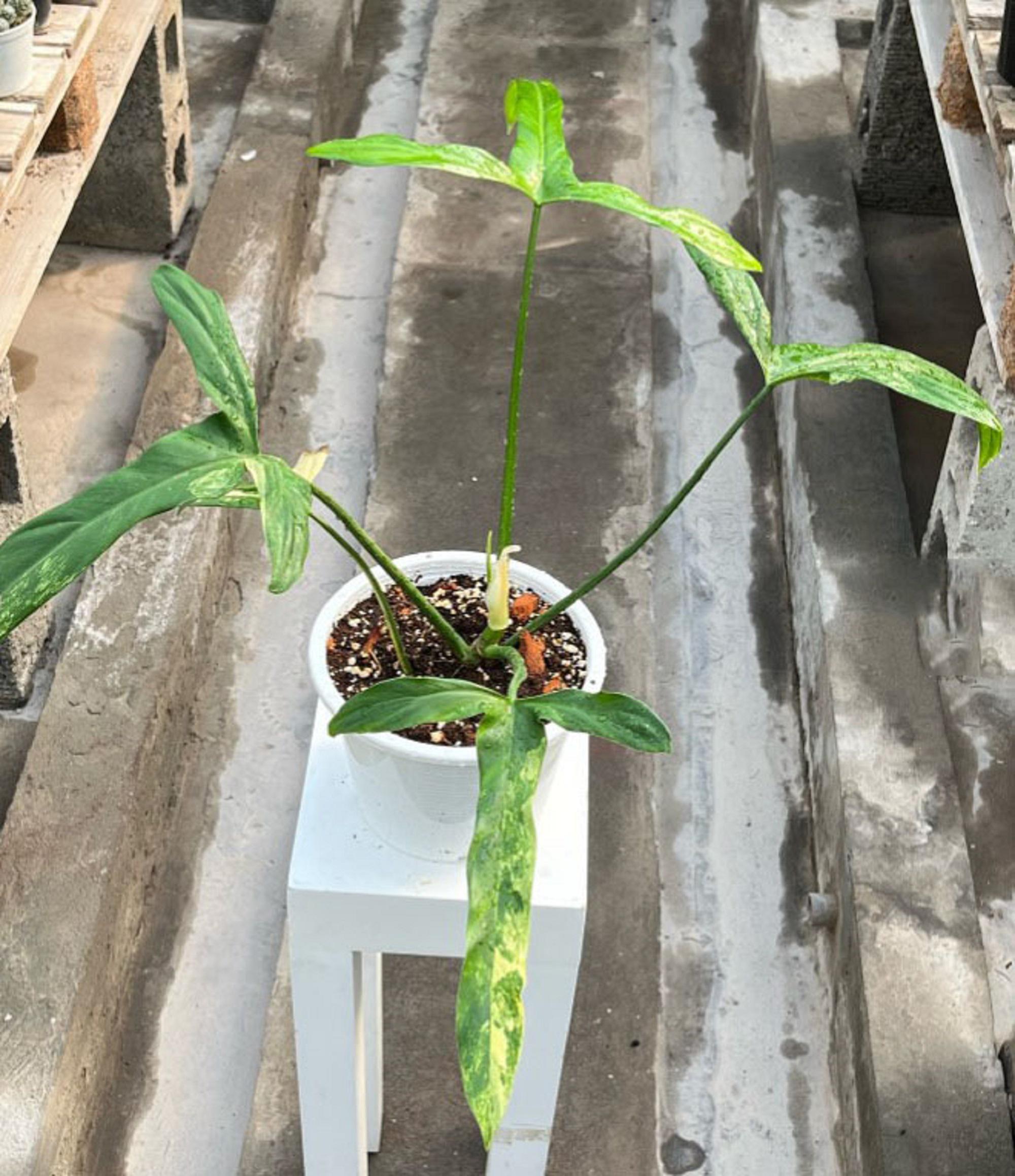 Philodendron Holtonianum Variegated - Etsy