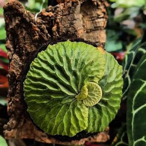 Platycerium Madagascariense - Etsy