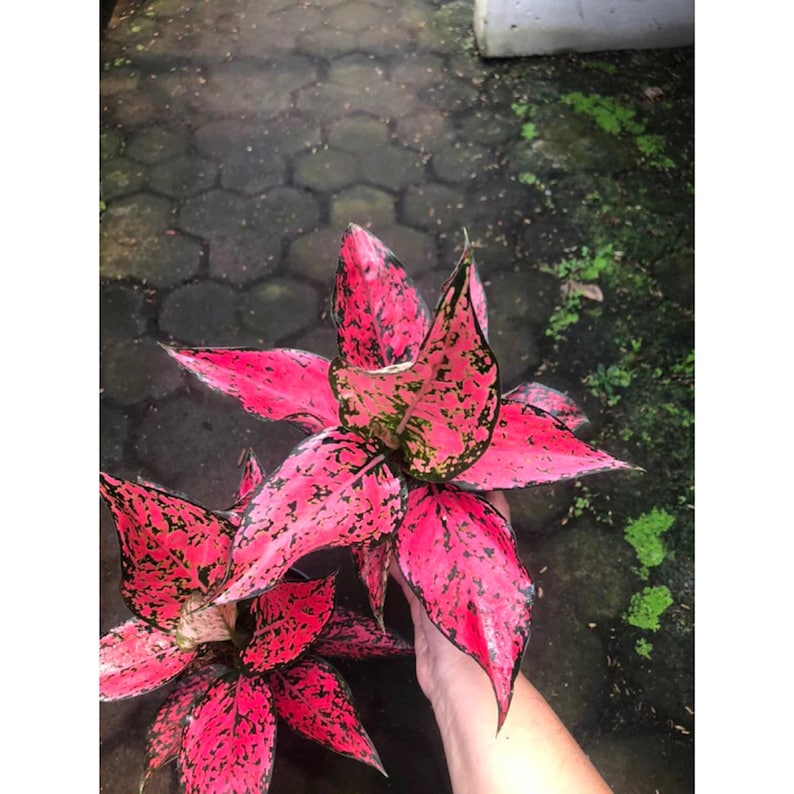 Aglaonema Kom Kom Magenta Rare Plant Pink Houseplant Chinese Evergreen aglaonema-kom-kom-magenta-rare-plant-pink-houseplant-chinese-evergreen