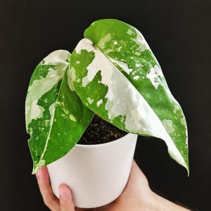 May include: A variegated houseplant with heart-shaped leaves featuring a mottled pattern of deep green, light green, and creamy white patches. The plant is potted in a simple, smooth, matte white cylindrical container filled with dark potting soil.