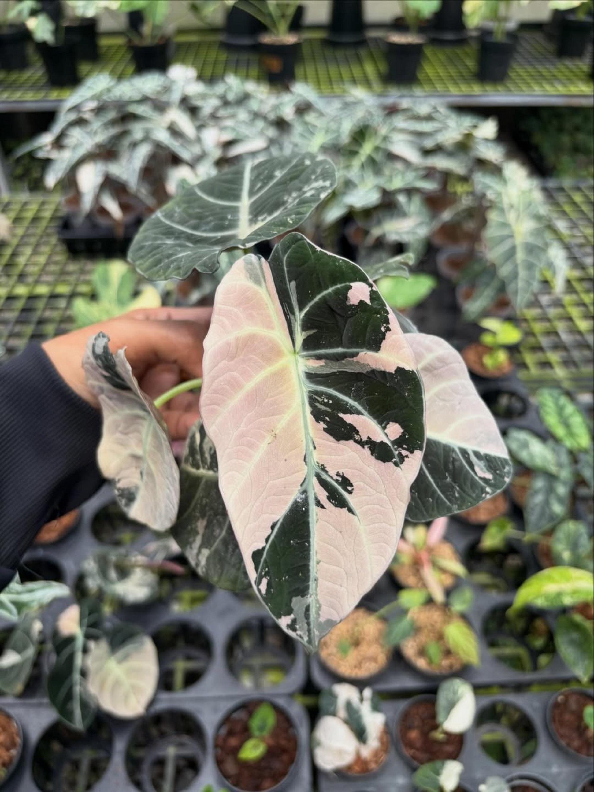 Alocasia black velvet pink variegated - Etsy 日本