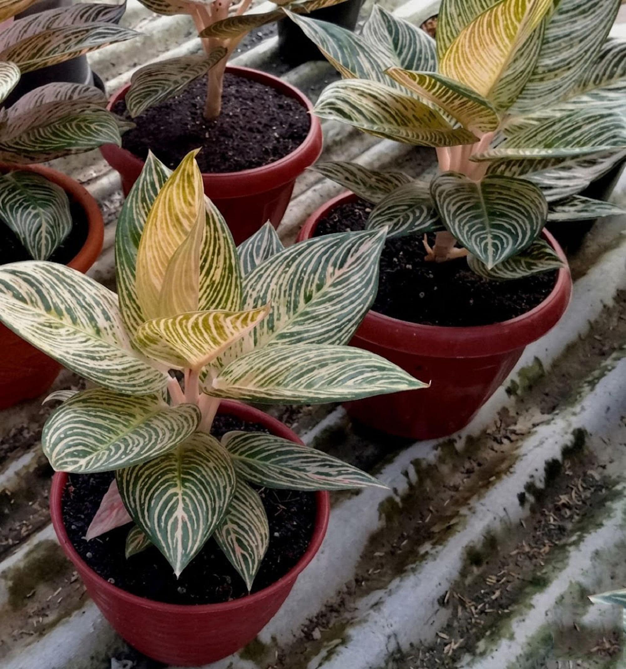 Aglaonema Golden Hope - Etsy