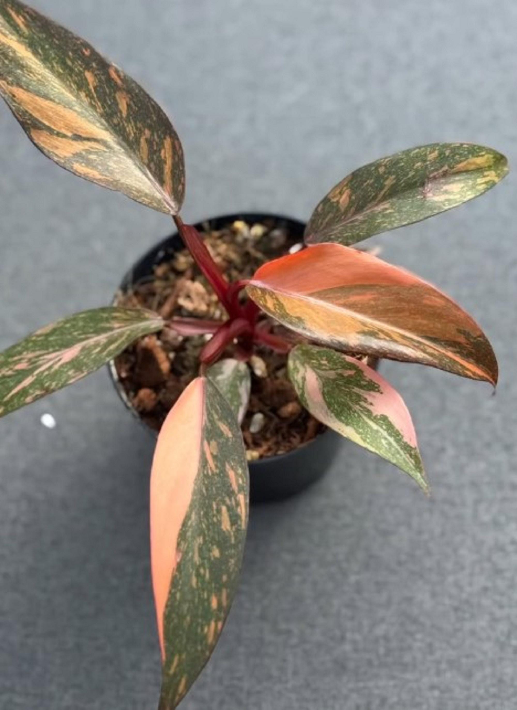 Orange Philodendron - Princess 日本 Etsy philodendron princess