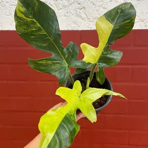 philodendron birkin mature Philodendron 'Birkin'