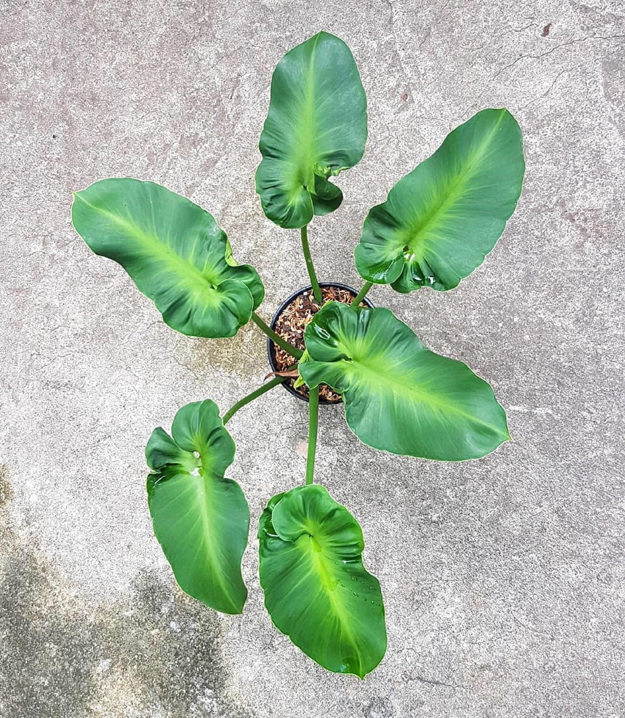 Philodendron rugosum - Etsy 日本