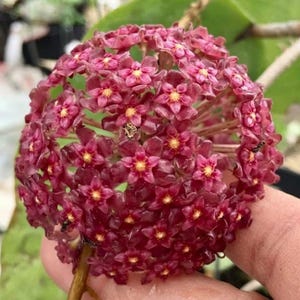 Hoya glabra - Etsy 日本