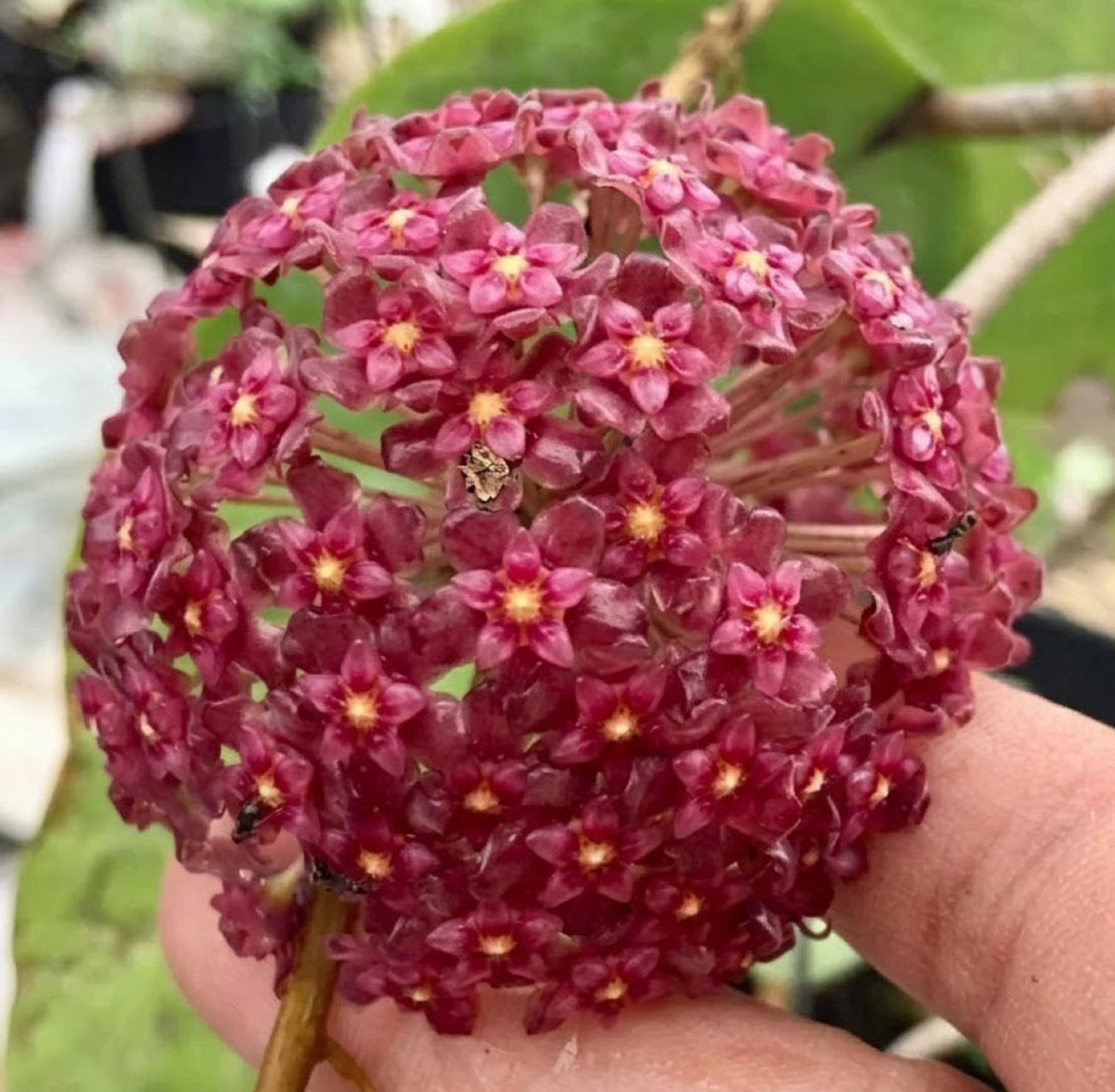 その他観葉植物 Hoya Glabra Alex Hoya glabra - Etsy 日本