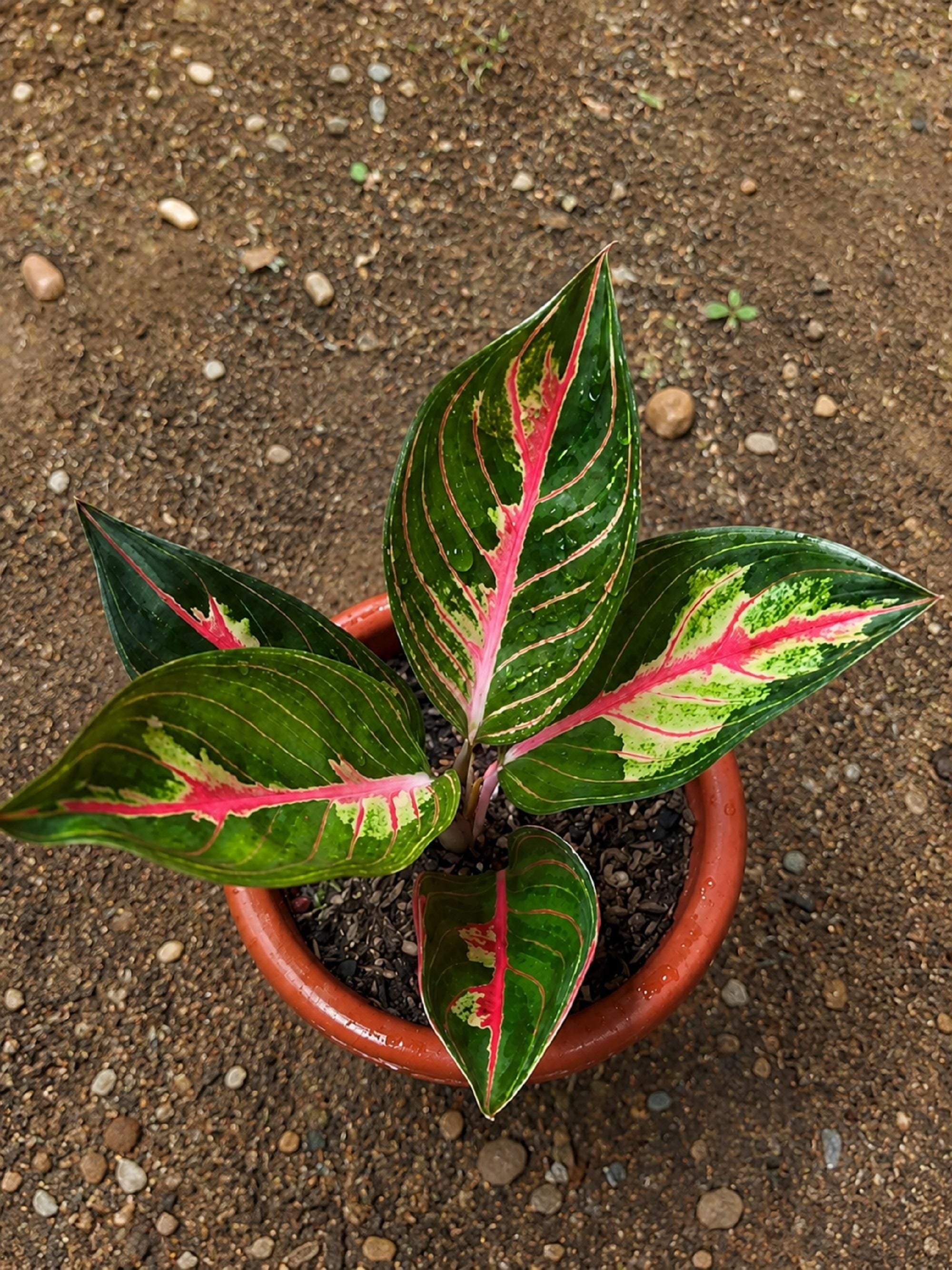Aglaonema siam - Etsy 日本