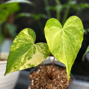 Anthurium Sweet Love Variegated - Etsy