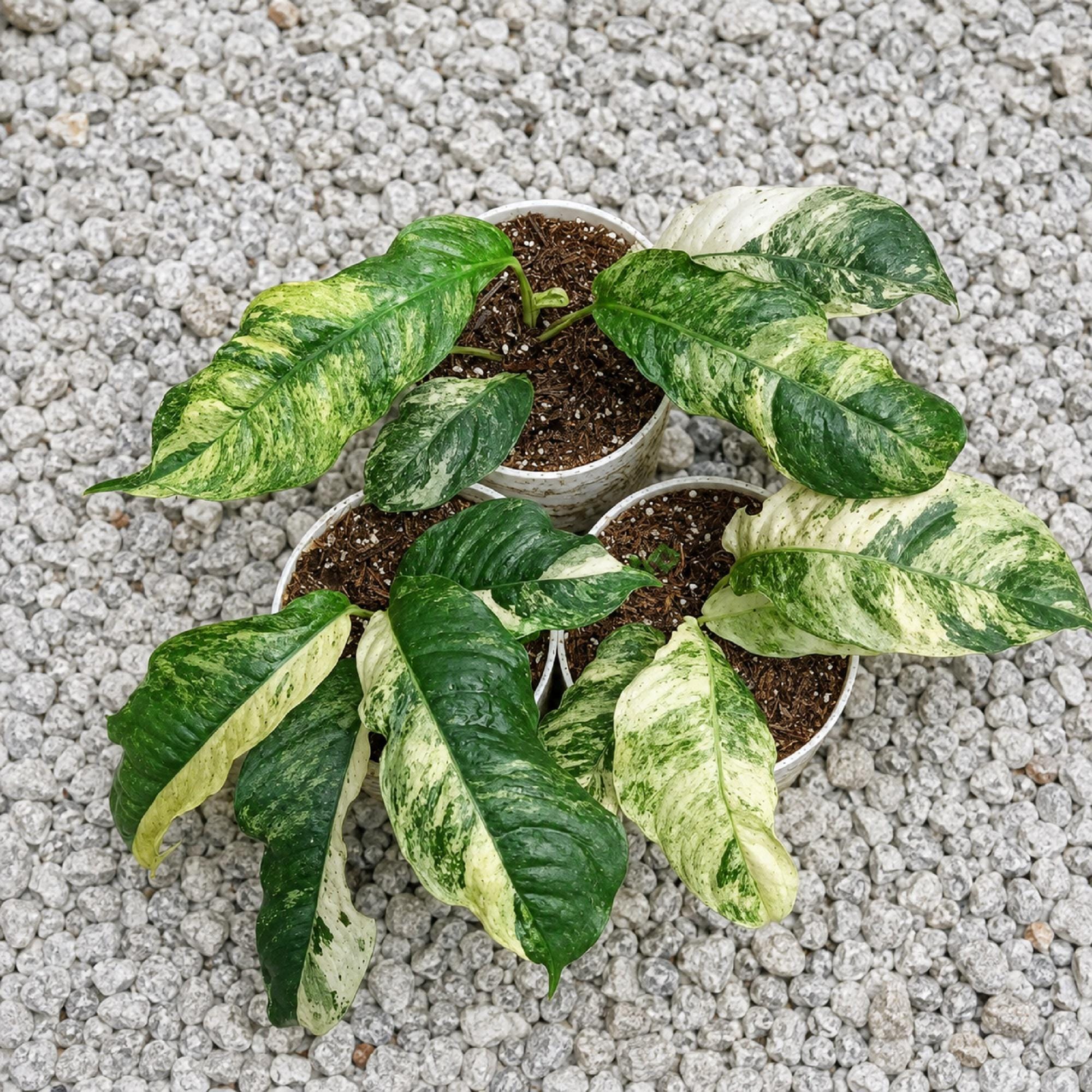 Rhaphidophora puberula variegated - Etsy 日本