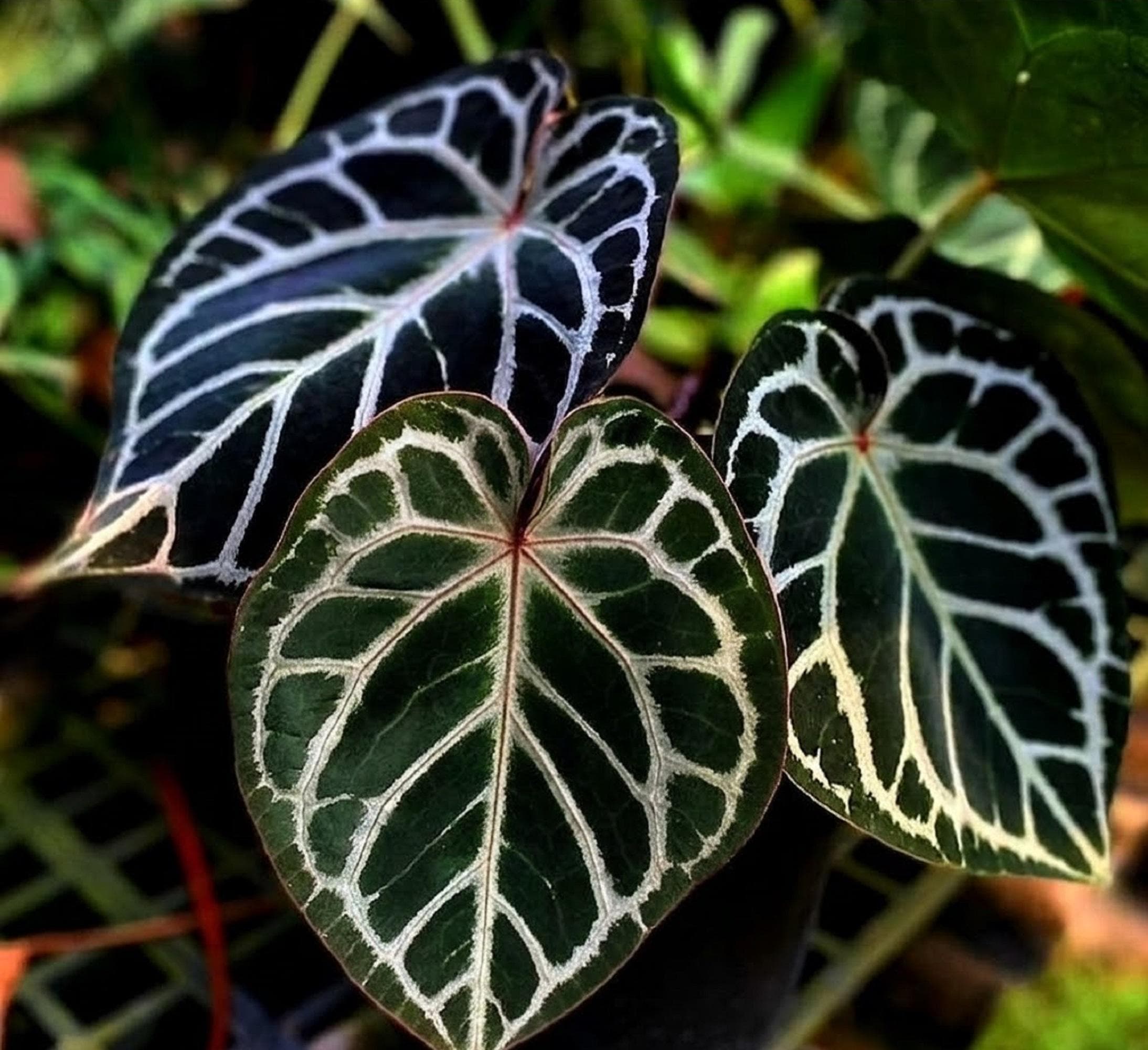 Anthurium crystallinum red - Etsy 日本