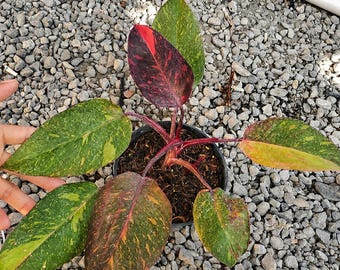 Philodendron Orange Princess, panaschiert, seltene Aronstabgewächs-Zimmerpflanze, orange-grün panaschiert, bewurzelt, tropische Zimmerpflanze