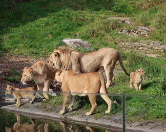 Lion Photography Bundle: African Wildlife Wall Art (instant Download)