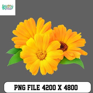 Puede incluir: Primer plano de tres flores de caléndula de color naranja brillante con hojas verdes sobre un fondo gris. Las flores tienen un centro amarillo. La imagen incluye el texto "PNG FILE 4200 X 4800".