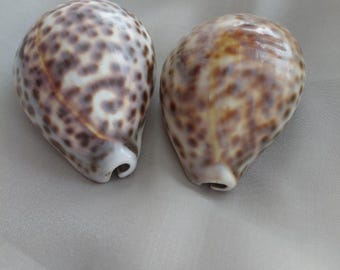大型タイガータカラガイ Cypraea Tigris 貝殻 ~ 3インチ～3.5インチ