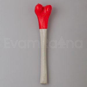 May include: A bone model with a red painted top and a white shaft. The model is a femur, a long bone in the leg, and is used for educational purposes. The image is set against a gray background.