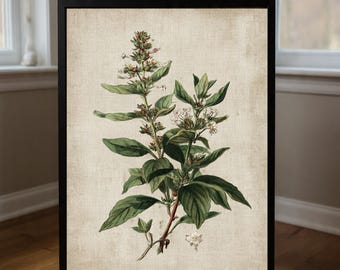 Vintage Botanical Print, Antique Flower Illustration (Digital Download)