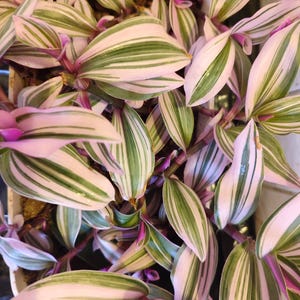 May include: Close-up of a Tradescantia plant with variegated leaves. The leaves are striped with green and white, with touches of pink and purple. The plant has small, pink flowers and purple stems. The plant is in a white pot.