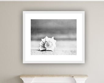 Black and White Sea Shell Wall Decor, Seashell Print - Large Beach Wall Art, Modern Art Prints Coastal, Neutral Grey Wall Decor, Gray