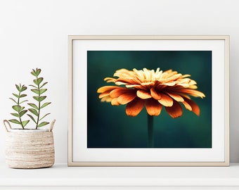 Flower Photography - autumn fall orange wall art teal turquoise navy prints floral decor modern botanical nature photograph, "Spellbinding"