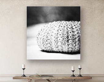 Shell Artwork Canvas Prints, Large Black and White Wall Art Beach, Sea Shell Wall Decor, Modern Coastal Decor, Sea Urchin Seashell Wall Art