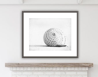 Black and White Seashell Photography - beach sea shell wall art white light grey gray coastal - 8x10, 11x14 Photograph, "Seashell Voices"