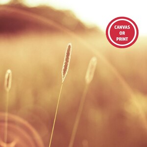 May include: A close-up photograph of tall grass illuminated by sunlight. The image has a warm, golden color palette with a blurred background. A red circle with the text "CANVAS OR PRINT" is in the upper right corner.