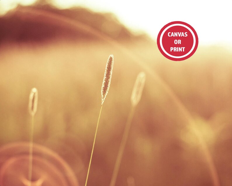 May include: A close-up photograph of tall grass illuminated by sunlight. The image has a warm, golden color palette with a blurred background. A red circle with the text "CANVAS OR PRINT" is in the upper right corner.