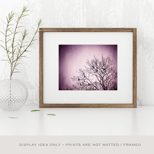 Purple Wall Art birds tree black dark wall art pink nature photo branches print modern decor 8x10 Photograph, Little Birds of the Night image 8