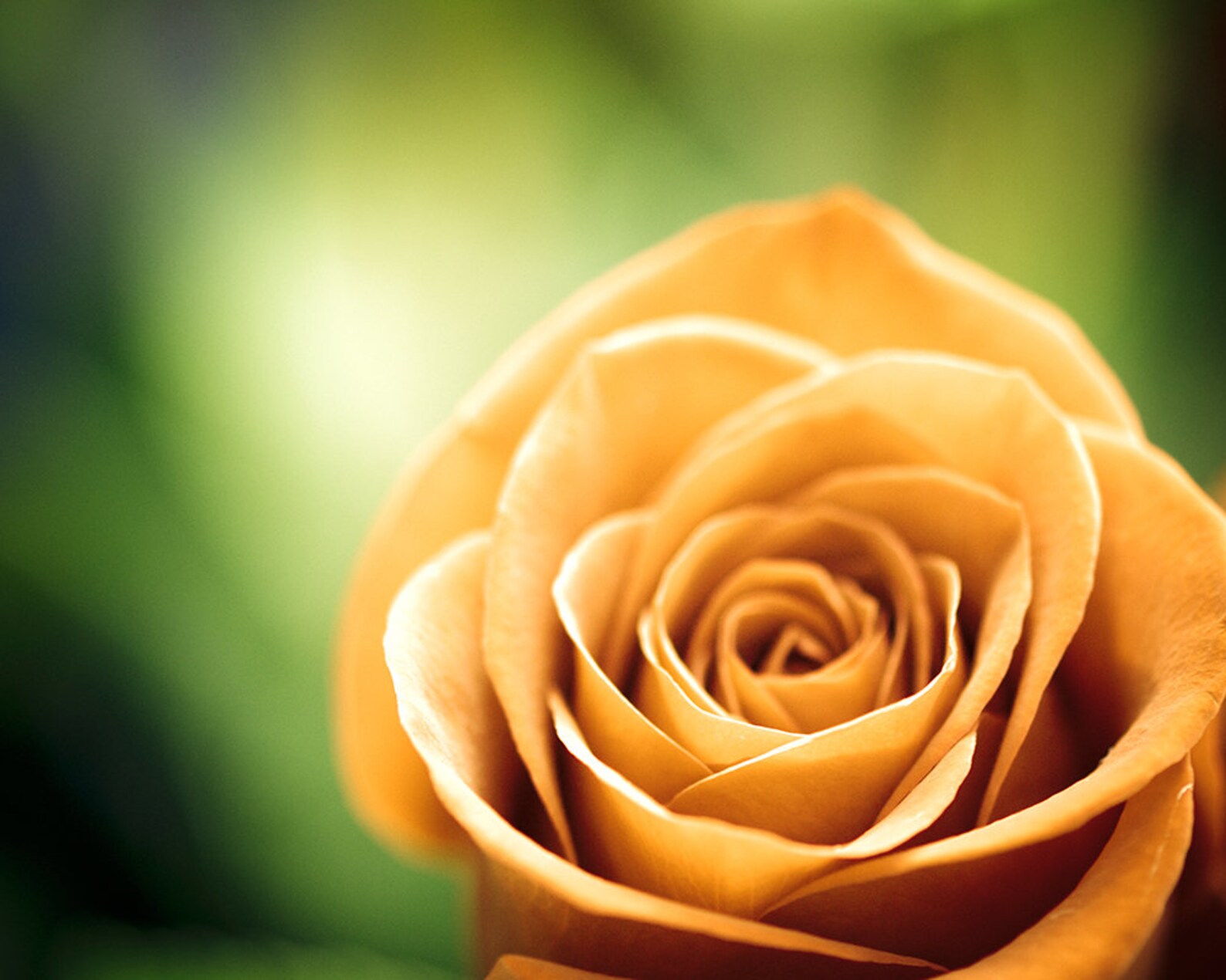 Set of Three Wall Art Prints Green Botanical Print Set of 3 Etsy