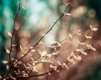 Teal Brown Photography, dark nature print copper beige aqua blue turquoise dark branches rust wall art black rustic picture, "Reverence"