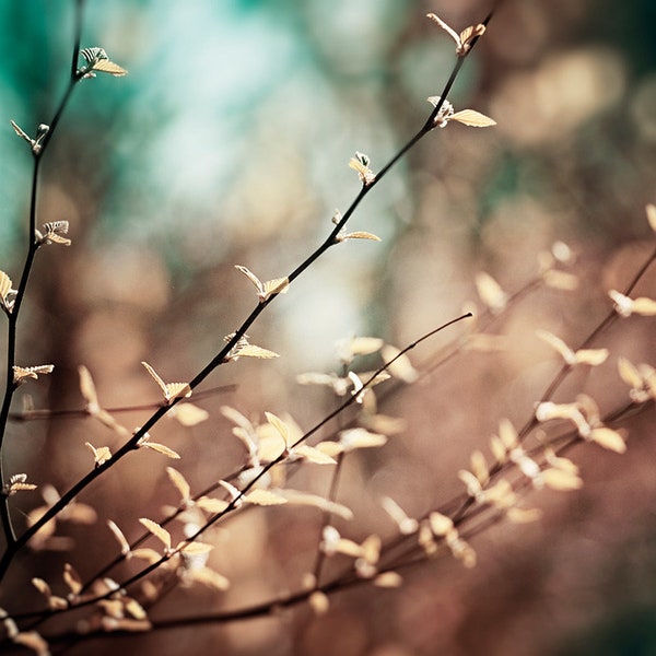 Teal Brown Photography, dark nature print copper beige aqua blue turquoise dark branches rust wall art black rustic picture, "Reverence"