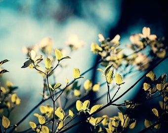 Dark Nature Photograph, blue green black white branches print tree branch large picture botanical wall photo, "Through the Woods I Crept"