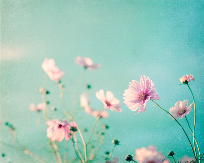 Flower Photography aqua blue pink wall art floral photo pastel decor pale spring nature print white teal 8x10 Photograph, Beauty Upon Us Print