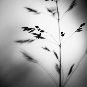 May include: A black and white photograph of a plant stem with delicate leaves and seed heads. The image is in sharp focus, with the plant's silhouette and shadows creating a soft, artistic effect. The background is a gradient of light and dark.
